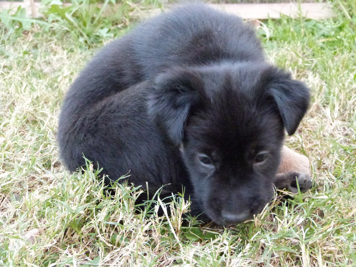 chinook dog